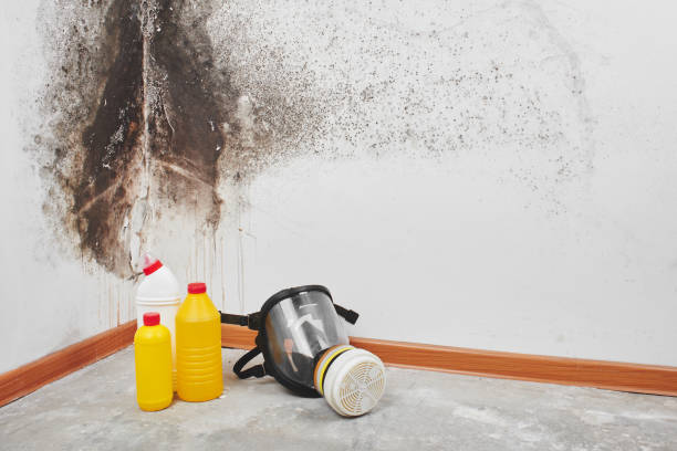 Best HVAC Mold Remediation in Laverne, OK