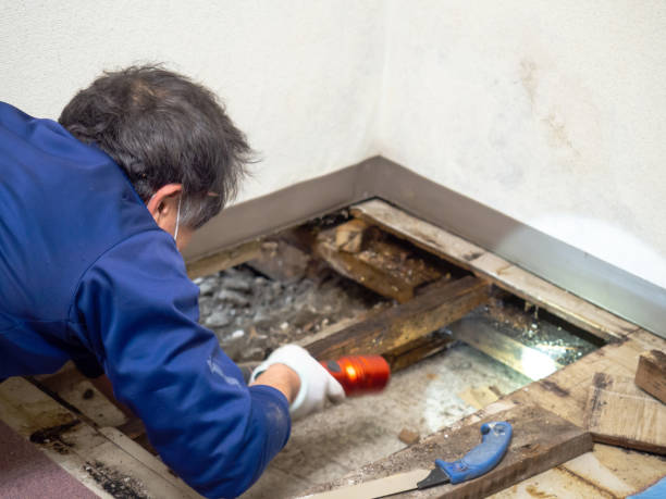 Best White Mold Remediation in Laverne, OK