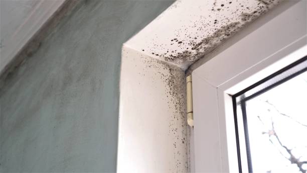 Best Post-Flood Mold Remediation in Laverne, OK