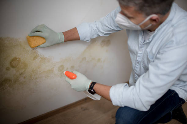 Best Attic Mold Remediation in Laverne, OK