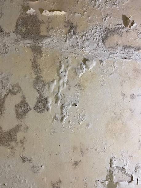 Best Mold Remediation for Schools in Laverne, OK