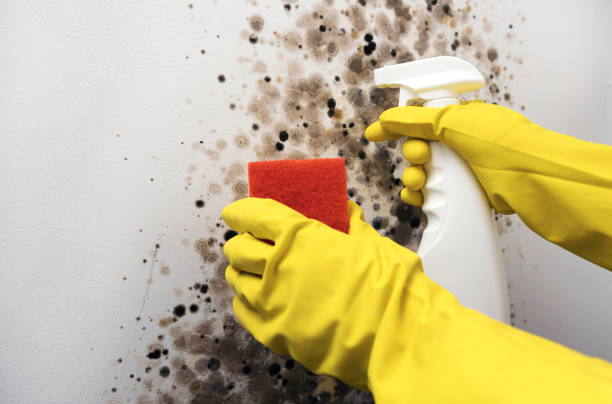 Best Preventive Mold Services in Laverne, OK