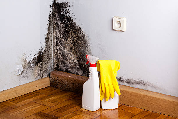 Best Emergency Mold Remediation in Laverne, OK