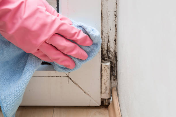 Best Health and Safety Mold Remediation in Laverne, OK