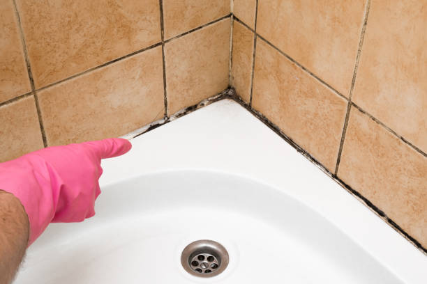 Best Commercial Mold Remediation in Laverne, OK